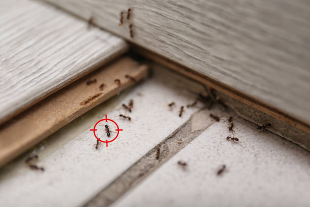 Trusted Annapolis, MD Pest Control Experts