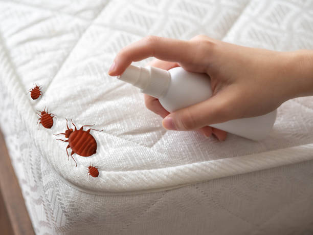 Best Spider Control Near Me  in Annapolis, MD