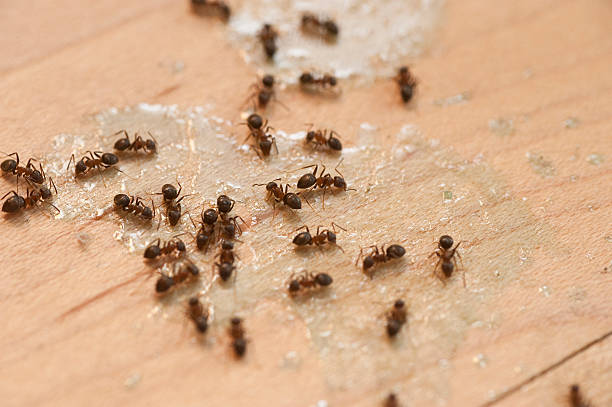 Wasp Removal Services in Annapolis, MD